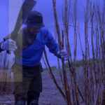 Benefício previdenciário cortador de cana – requisitos e condições